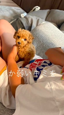 飼い主の膝の上で首を傾げる子犬