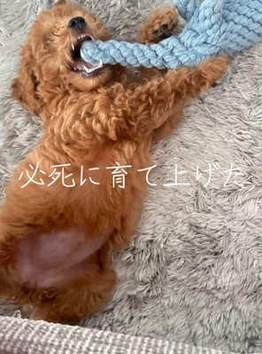 おもちゃのロープを噛んで遊ぶ子犬