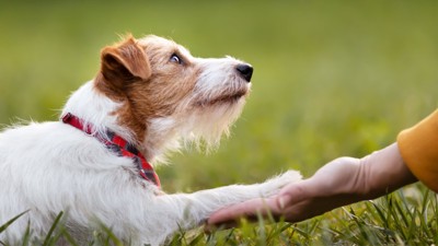 芝生の上でお手をする犬