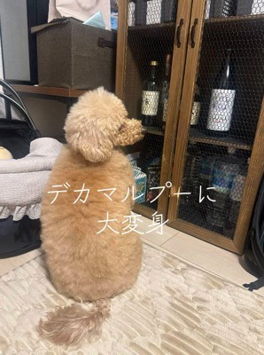 飼い主に背中を向けて座る犬