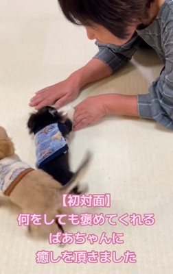 初対面のわんことおばあちゃん