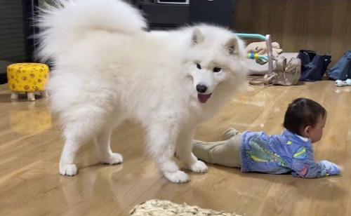家族に一喝するこはくちゃん