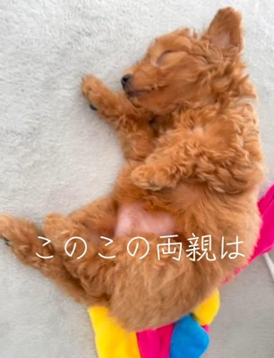 床に寝転がって眠る子犬