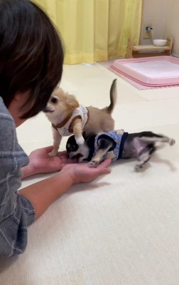 相思相愛なおばあちゃんとわんこたち