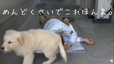 「ふざけてるだけ？付き合いきれん」