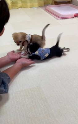 ダイブするシアラくん