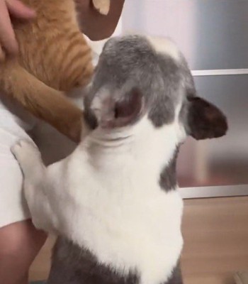 飼い主の膝に前足を置く犬