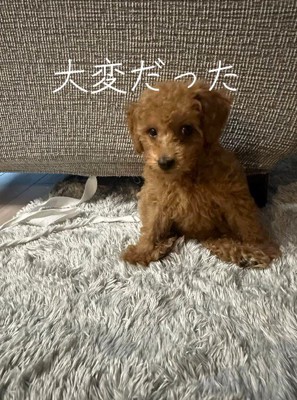 カーペットの上に座る子犬