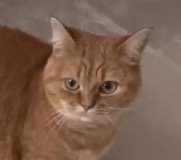 自分と飼い主の間にいる犬を見つめる猫