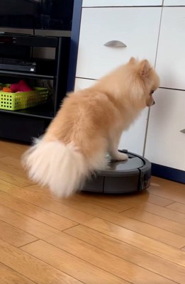 戸棚にぶつかりそうなきなこちゃん