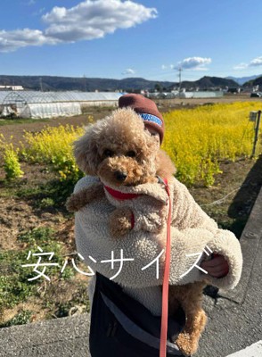 飼い主に抱っこされる犬