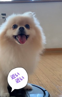 近づいてくるきなこちゃん
