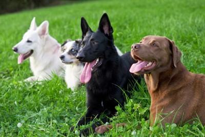 並んで伏せている4頭の犬