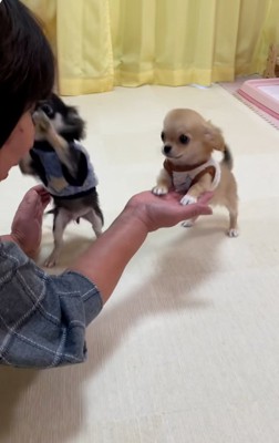犬使いのおばあちゃん