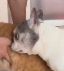 飼い主が猫を抱っこしようとしているところを見つめる犬