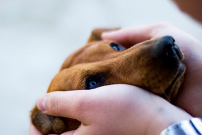 顔を手で包みこまれる犬