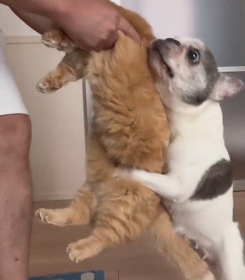 飼い主が抱き上げた猫の背中にしがみつく犬