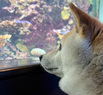目を点にして魚を凝視