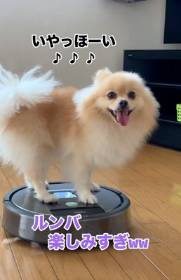 笑顔のきなこちゃん