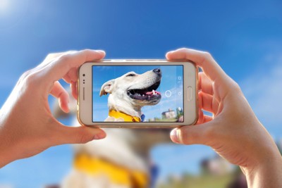 スマホ画面、犬の横顔
