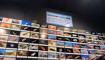 ウミウシは品種がいっぱい！