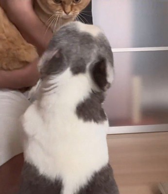 飼い主が抱き上げている猫を見つめる犬