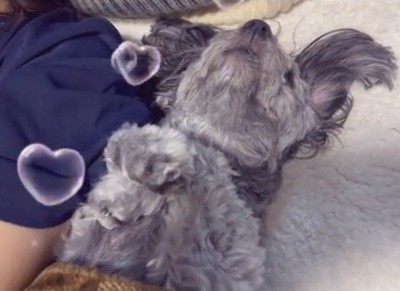仰向けで熟睡する犬