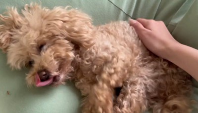 舌が出るハグちゃん