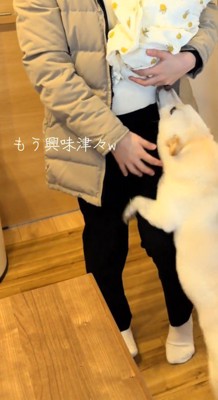 後ろ足で立ち上がって赤ちゃんの匂いを嗅ぐ白い犬