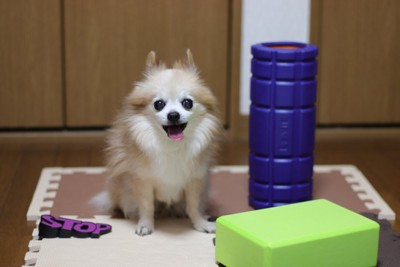 ハアハアする犬