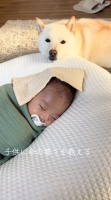 クッションの上にアゴを乗せて、赤ちゃんを見つめる白い犬