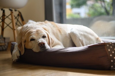 ベッドの上で休む老犬