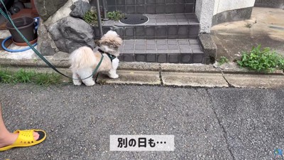 翌日以降も待ち伏せ！