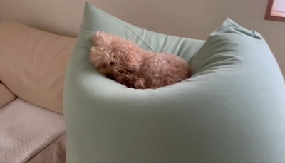 眠っているハグちゃん