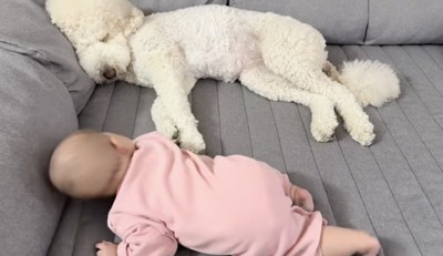微動だにしないウトちゃん