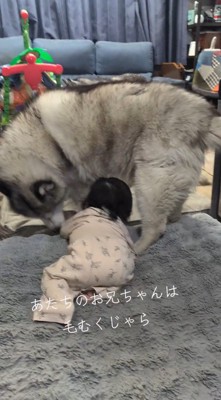 赤ちゃんに寄り添うオスの犬