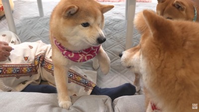 無実の豆じろうくんに激怒！
