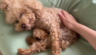 撫でられるハグちゃん