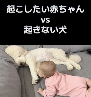 ウナちゃん「ZZZ…」