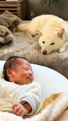 クッションの上で眠る赤ちゃんをそばで見守る白い犬