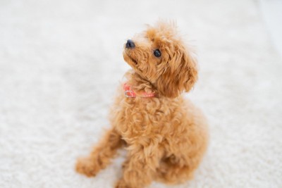 座って見上げる子犬