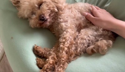 尻尾を振るハグちゃん