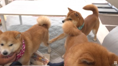 四竜くんが後ろからパンチ！