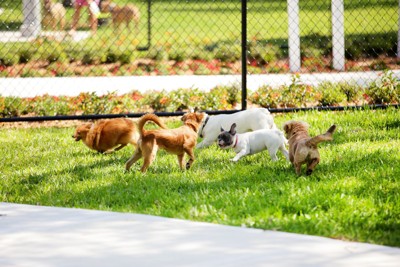 ドッグランで遊ぶ犬たち