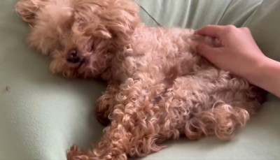 気持ちよさそうなハグちゃん