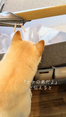 ベッドで眠る赤ちゃんの顔をのぞき込む白い犬