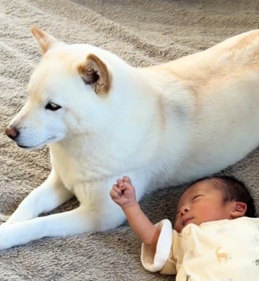 カーペットに寝転がる赤ちゃんに寄り添って座る白い犬