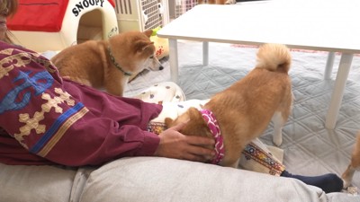 凛ちゃんをナデナデ…