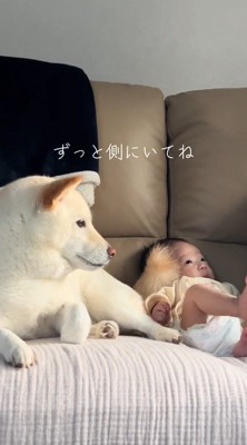 ソファの上で赤ちゃんとくつろぐ白い犬