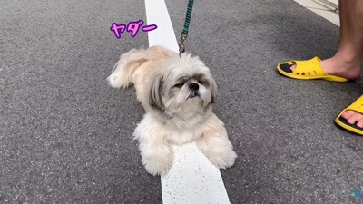 ストーキング後はお散歩拒否